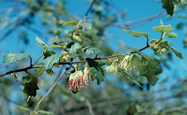 APII jpeg image of Chorilaena quercifolia  © contact APII