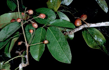 APII jpeg image of Connarus conchocarpus  © contact APII