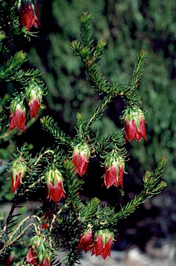 APII jpeg image of Darwinia oxylepis  © contact APII