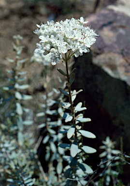 APII jpeg image of Dicrastylis soliparma  © contact APII