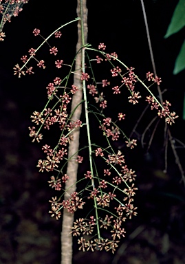 APII jpeg image of Delarbrea michieana  © contact APII