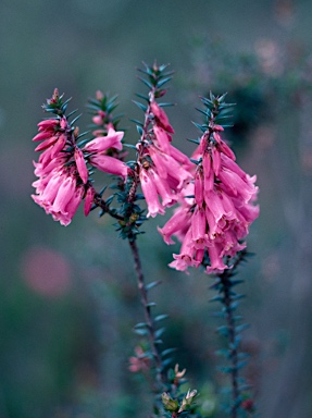 APII jpeg image of Epacris impressa  © contact APII