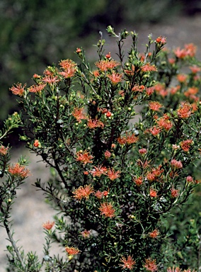 APII jpeg image of Eremaea pauciflora var. pauciflora  © contact APII