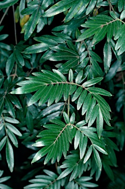 APII jpeg image of Eucryphia moorei  © contact APII