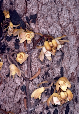 APII jpeg image of Erythrorchis cassythoides  © contact APII