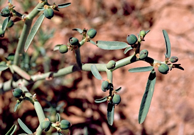 APII jpeg image of Euphorbia parvicaruncula  © contact APII