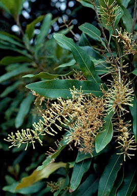 APII jpeg image of Floydia praealta  © contact APII