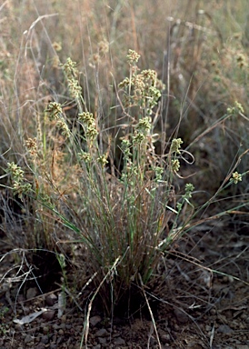 APII jpeg image of Fuirena ciliaris  © contact APII