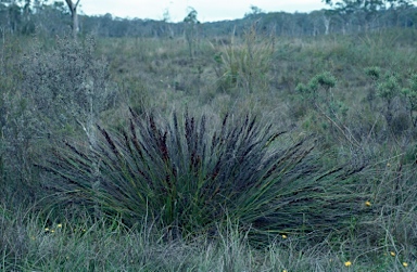 APII jpeg image of Gahnia subaequiglumis  © contact APII