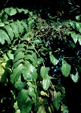 APII jpeg image of Gmelina dalrympleana  © contact APII