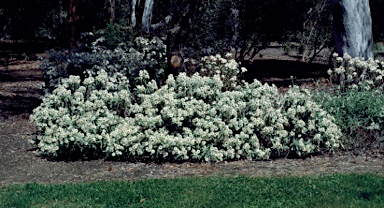 APII jpeg image of Coronidium elatum subsp. minus  © contact APII