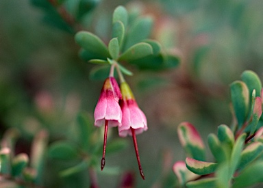 APII jpeg image of Homoranthus thomasii  © contact APII