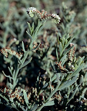 APII jpeg image of Heliotropium curassavicum  © contact APII