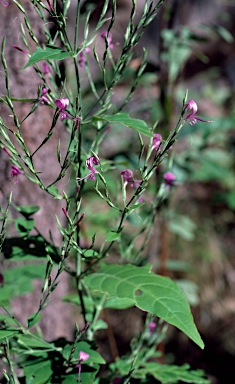 APII jpeg image of Hypoestes floribunda var. varia  © contact APII
