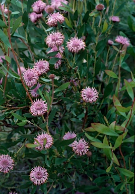 APII jpeg image of Isopogon cuneatus  © contact APII