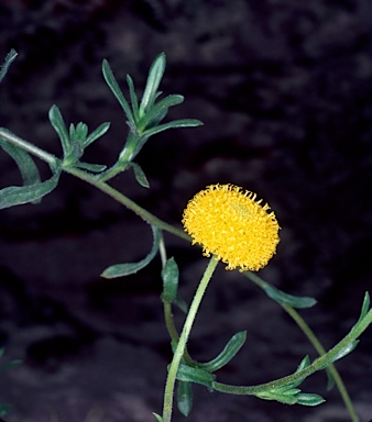 APII jpeg image of Leiocarpa brevicompta  © contact APII