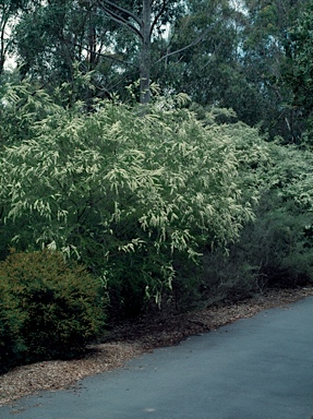 APII jpeg image of Kunzea ambigua  © contact APII