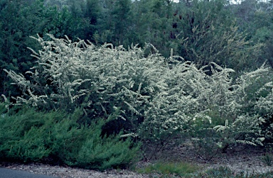 APII jpeg image of Kunzea rupestris  © contact APII