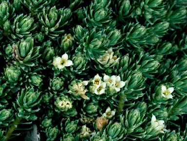 APII jpeg image of Kelleria dieffenbachii  © contact APII