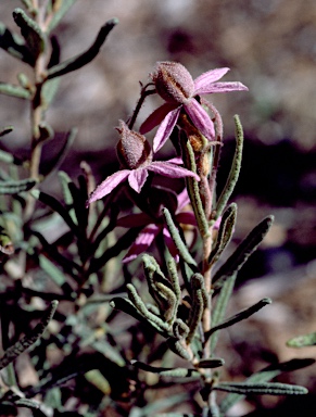 APII jpeg image of Lysiosepalum involucratum  © contact APII