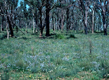 APII jpeg image of Lechenaultia biloba  © contact APII