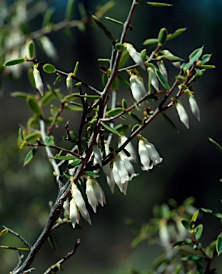 APII jpeg image of Styphelia mitchellii  © contact APII