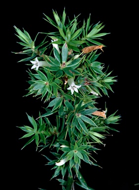 APII jpeg image of Styphelia sieberi  © contact APII