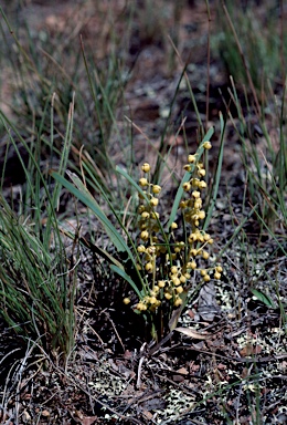 APII jpeg image of Lomandra filiformis subsp. filiformis  © contact APII