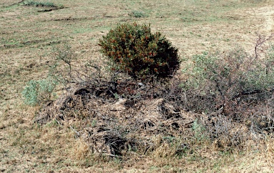 APII jpeg image of Lysiana subfalcata  © contact APII