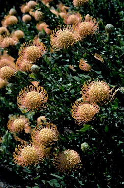 APII jpeg image of Leucospermum cordifolium  © contact APII