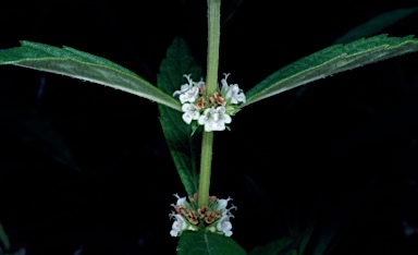 APII jpeg image of Lycopus australis  © contact APII