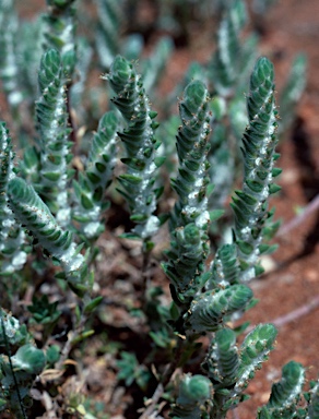 APII jpeg image of Maireana carnosa  © contact APII