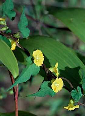 APII jpeg image of Merremia gemella  © contact APII