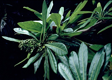 APII jpeg image of Meryta angustifolia  © contact APII