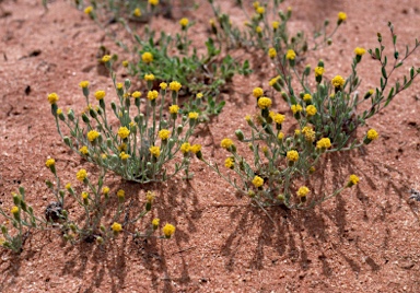 APII jpeg image of Millotia greevesii subsp. greevesii  © contact APII
