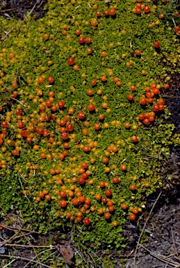 APII jpeg image of Nertera granadensis  © contact APII