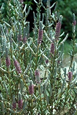 APII jpeg image of Newcastelia bracteosa  © contact APII