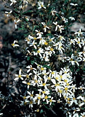 APII jpeg image of Olearia erubescens  © contact APII