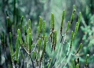 APII jpeg image of Ozothamnus lycopodioides  © contact APII