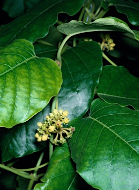 APII jpeg image of Parsonsia velutina  © contact APII