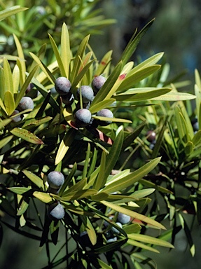 APII jpeg image of Podocarpus elatus  © contact APII