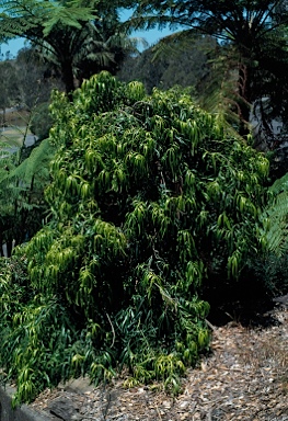 APII jpeg image of Podocarpus grayae  © contact APII