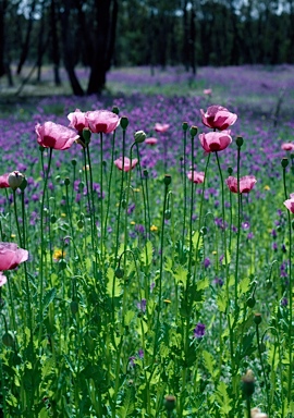 APII jpeg image of Papaver somniferum subsp. setigerum  © contact APII