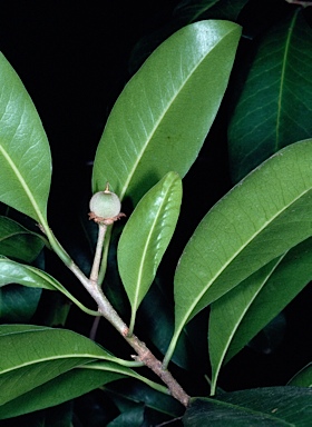 APII jpeg image of Planchonella australis  © contact APII