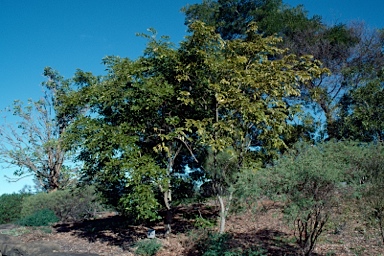 APII jpeg image of Millettia pinnata  © contact APII