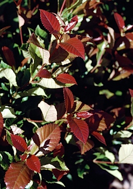 APII jpeg image of Pullea stutzeri  © contact APII