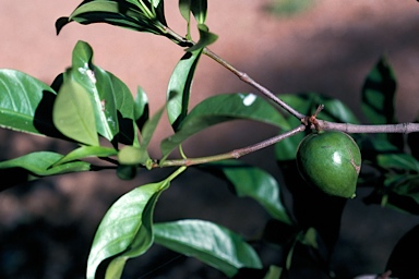 APII jpeg image of Atractocarpus fitzalanii subsp. tenuipes  © contact APII