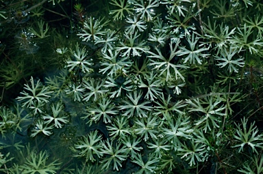 APII jpeg image of Ranunculus inundatus  © contact APII