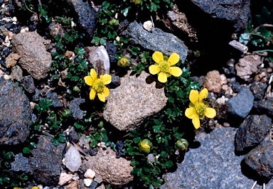 APII jpeg image of Ranunculus nanus  © contact APII