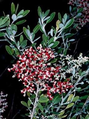 APII jpeg image of Rhagodia baccata  © contact APII